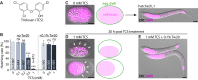 Figure 1. TCS-induced embryo shrinkage and mortality is abolished by Tween 20