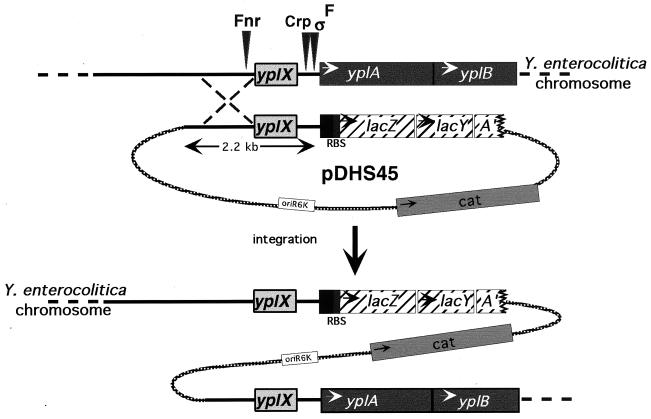 FIG. 1