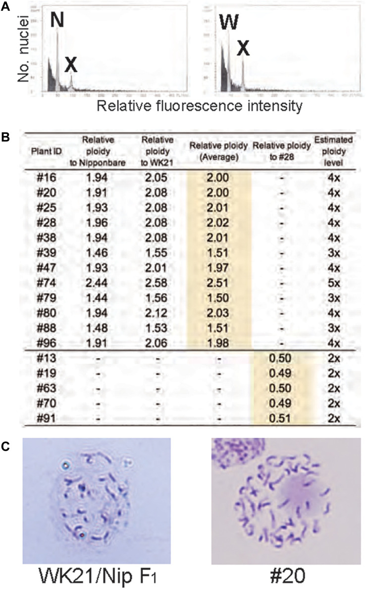 FIGURE 3