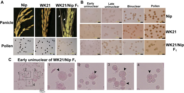 FIGURE 1