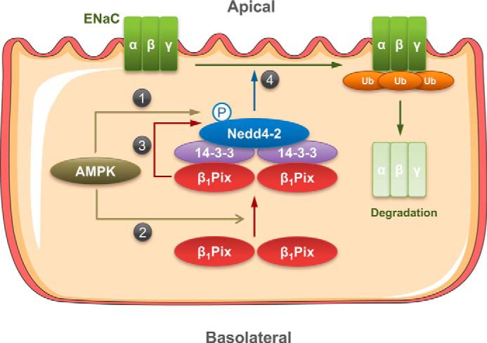 Figure 7.