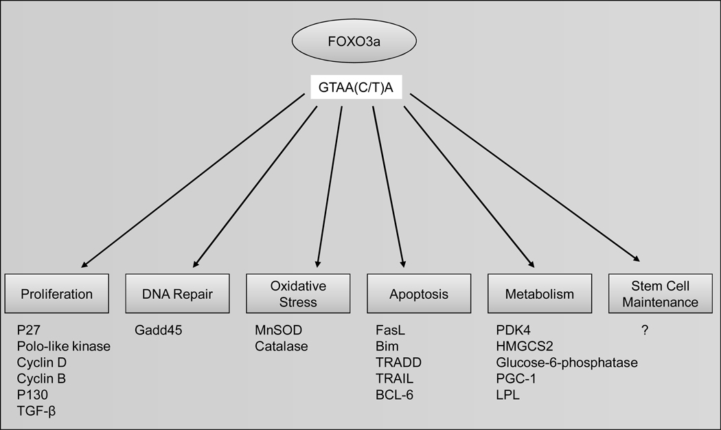 Fig. (1)