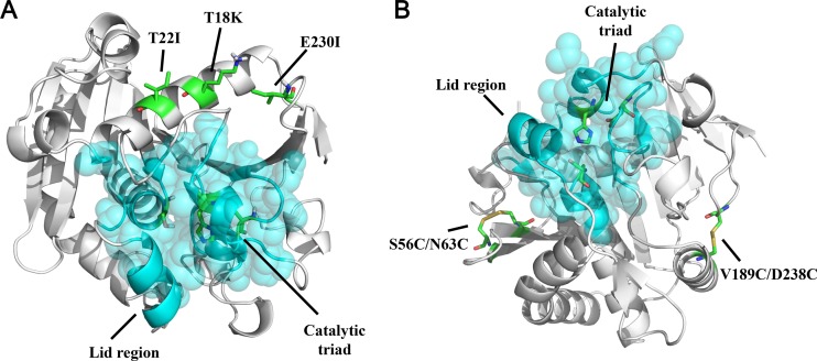 FIG 1