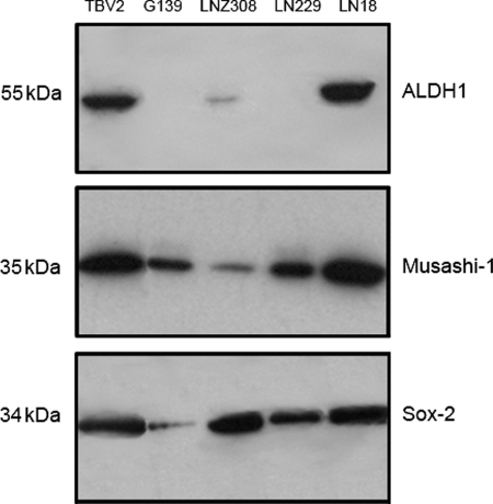 Fig. 1.