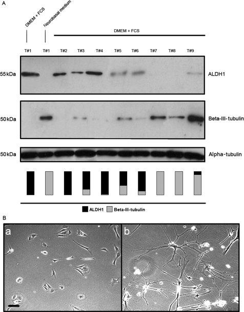 Fig. 5.