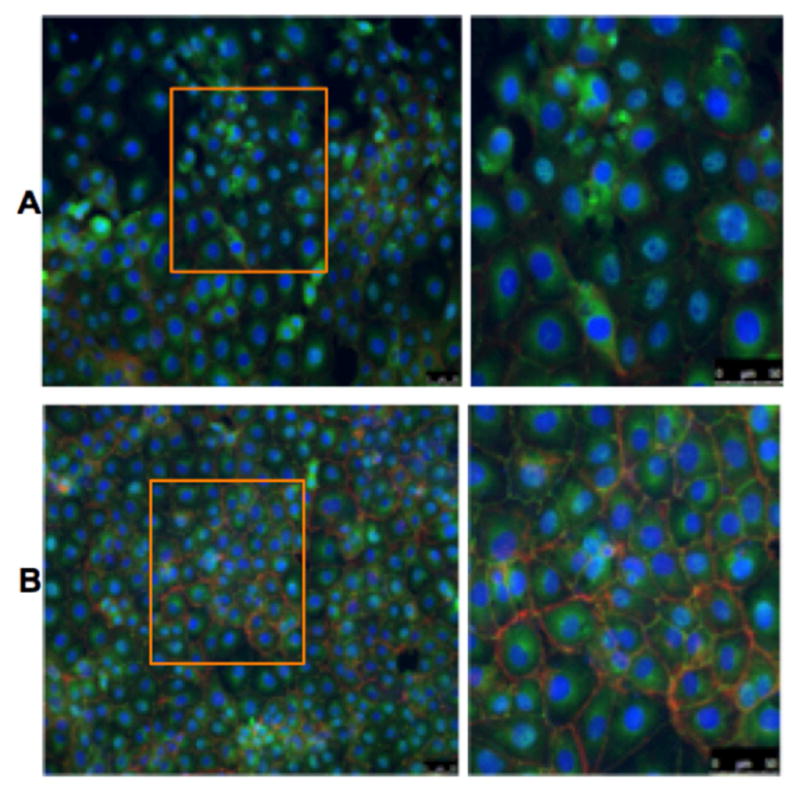 Figure 3 (A,B)