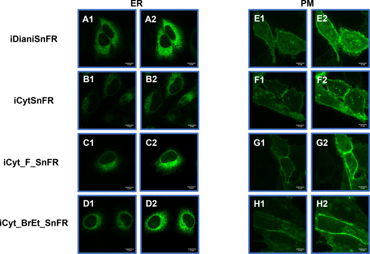 Figure 7—figure supplement 3.