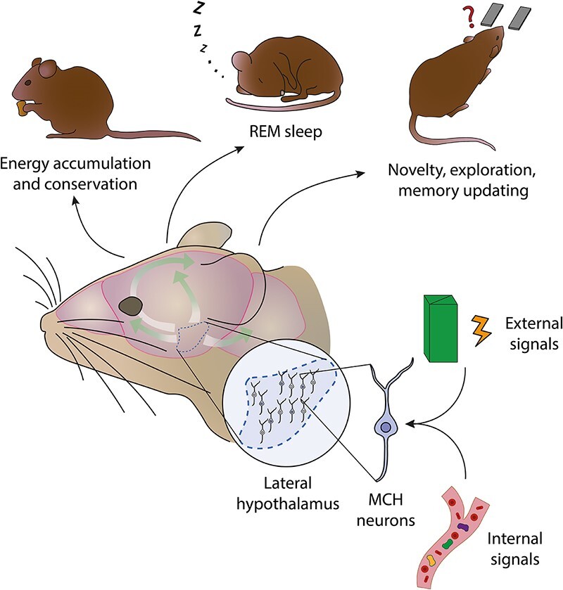 Graphical Abstract