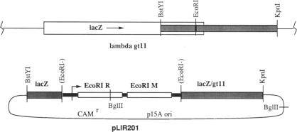 graphic file with name pnas01079-0037-b.jpg