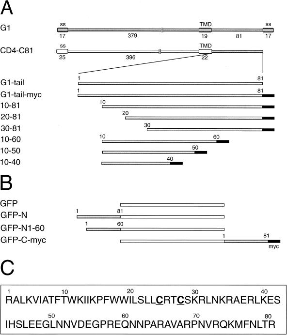 FIG. 1