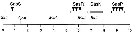 FIG. 1