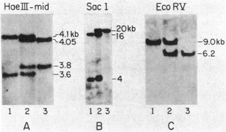 graphic file with name pnas00612-0232-a.jpg