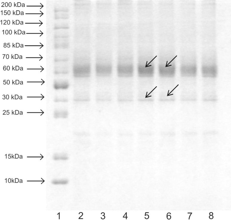 Fig. 5