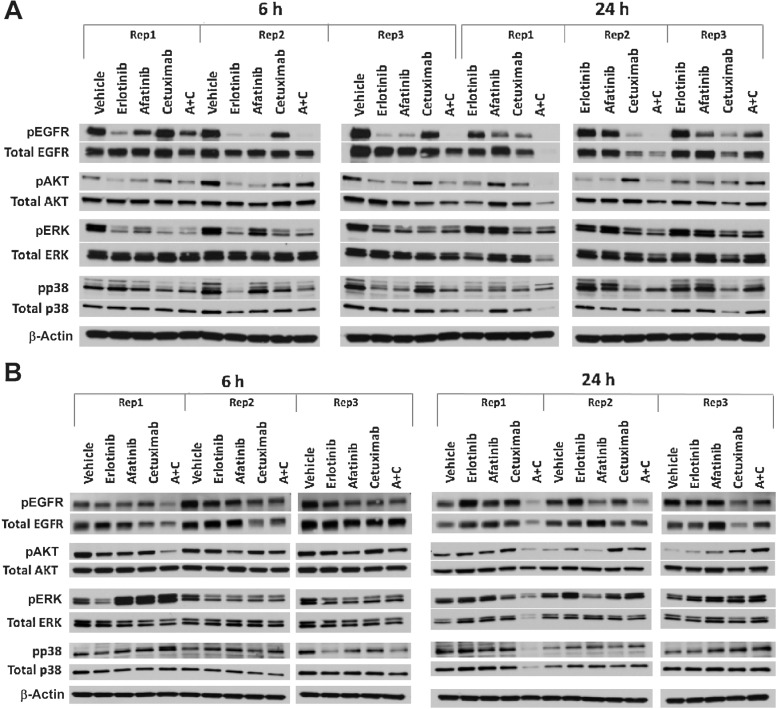 Figure 6. Treatment-induced changes in phosphorylation of EGFR, AKT, ERK, and p38 at 6 and 24 hours in lung PDX models treated with erlotinib, afatinib, cetuximab, and afatinib+cetuximab. Studies were conducted in triplicate for each time point, independently in different animals. AKT, ERK1, and p38 phosphorylation state were examined to evaluate changes in downstream signal transduction, with the understanding that the timing of effects will be subject to variation across models. A, In model TM00199, a single treatment of erlotinib and afatinib induced downregulation of EGFR phosphorylation within six hours, rebounding to control levels after 24 hours. Treatment with cetuximab demonstrated moderate downregulation by six hours in two of three models and substantial downregulation at 24 hours in three of three models, accompanied by diminished total protein expression. The combination of afatinib plus cetuximab resulted in ablated phosphorylation at 6 hours in two of three models, maintained at the 24 timepoints, associated with reduced protein expression. B, In model TM00219,none of the EGFR-targeted agents could entirely suppress EGFR phosphorylation at 6 or 24 hours.