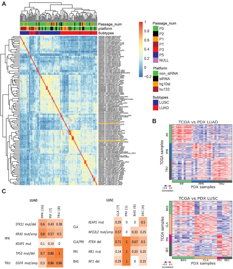 Figure 4. Gene expression in lung cancer PDX models. A, Hierarchical clustering of gene expression percentile rank z-score for all lung cancer PDX samples and platforms. The heatmap is based on correlation values of expression percentile rank z-score expression for LUSC and LUAD PDX samples from sequencing and array platforms. The top horizontal color bars indicate the library preparation methods and platforms, subtype designation and passage number. Sample labels are indicated by model ID, sample ID, and library preparation/platform. B, Expression (quantile-normalized raw RSEM counts) correlation of nearest template prediction genes between TCGA (LUAD: n = 230; LUSC: n = 178) and PDX (LUAD: n = 36; LUSC: n = 24) samples for LUAD and LUSC. The color bars indicate the subtype labels for TCGA and subtype predictions for PDX. C, Proportion of PDX models with mutations reported to be enriched in LUAD and LUSC subtypes as indicated on the left. LUAD subtypes: proximal-inflammatory (PIF), proximal-proliferative (PPR), terminal respiratory unit (TRU). LUSC subtypes: basal (BAS), classical (CLA), primitive (PRI), and secretory (SEC).