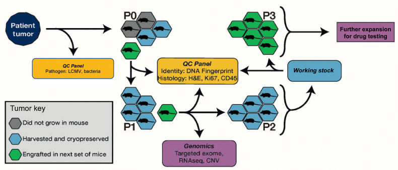 Figure 1. Schematic overview of the process for PDX model generation and characterization for the JAX PDX Resource.