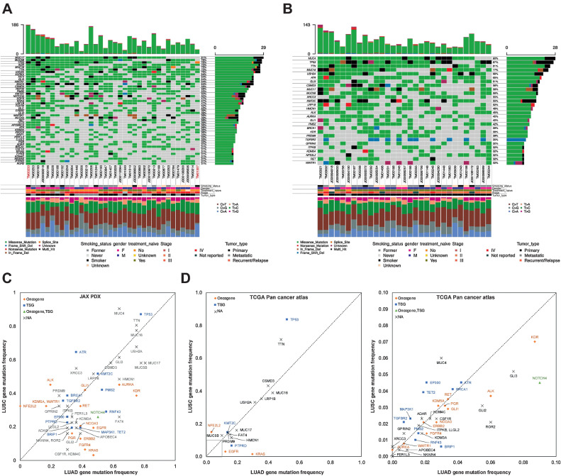 Figure 2. Oncoplot of the most frequently mutated genes in (A) LUAD and (B) LUSC PDX models. The oncoplot shows the PDX models in a horizontal orientation, annotated with smoking status, gender, treatment naïve status, stage of cancer, and tumor type. Genes with mutation frequency >30% is shown on the vertical axis. The barplot at the top has the frequency of mutations for each PDX model, whereas the right barplot has the frequency of mutations in each gene. Colors in the oncoplot columns indicate different mutation types (see legend for details). The bottom panel shows the classification of the SNPs into transitions and transversions. Model IDs in red originate from the same patient. C, Comparison of gene mutation frequency in LUAD and LUSC PDX models (frequency >30%). D, Comparison of gene mutation frequency in LUAD and LUSC TCGA samples (left: frequency >10%; right: frequency < 10%). Oncogene and TSG annotations from OncoKB.