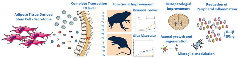 Graphical abstract