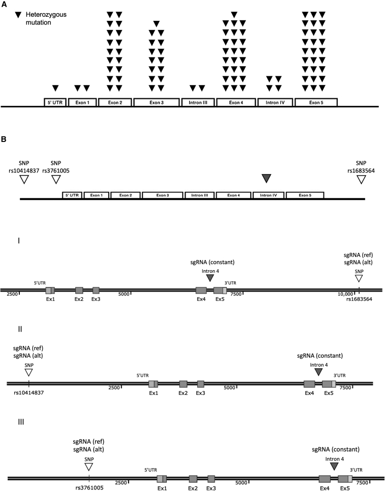 Figure 2