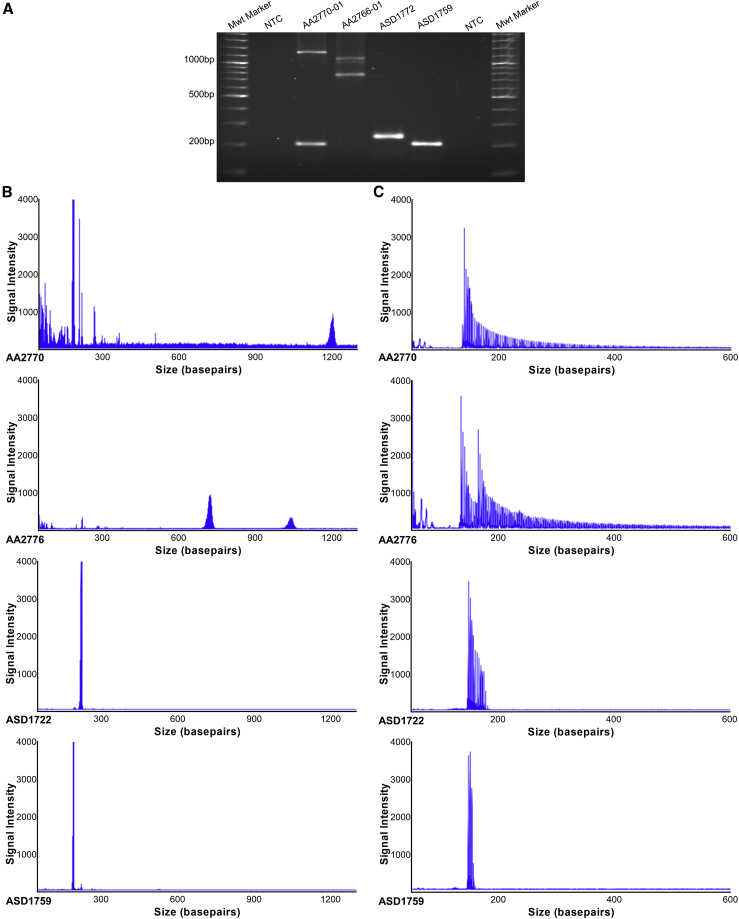 Figure 3