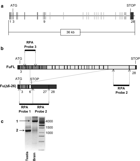 Fig. 1