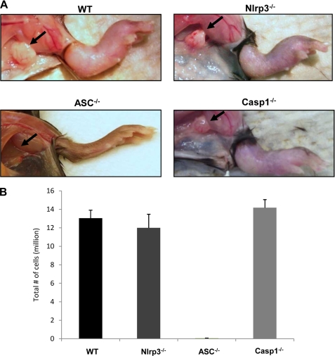 FIGURE 5.