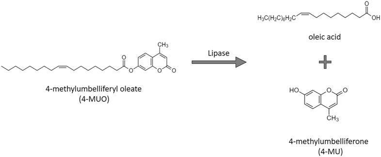 Fig. 3