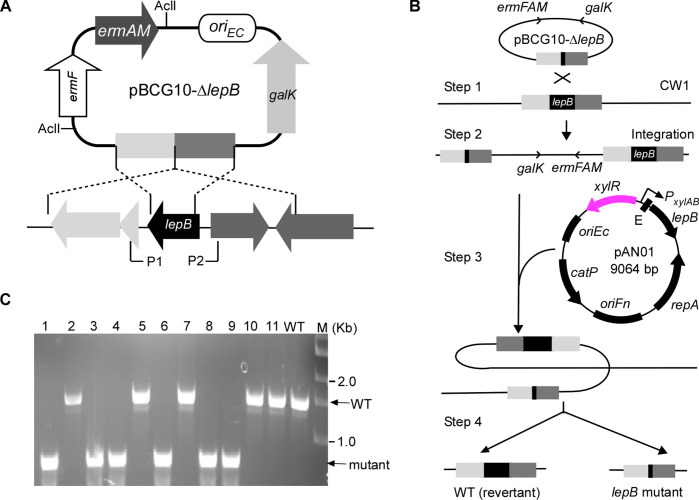 Fig 4