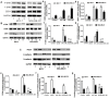 Figure 5. Effects of UC–MSCs and ERK inhibitor U0126 on the protein expression levels in the breast cancer cell lines. (A) MCF–7 and MDA–MB–231 cells were treated with 0, 10 and 20% UC–MSC–CM for 48 h...