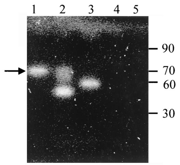 FIG. 6.