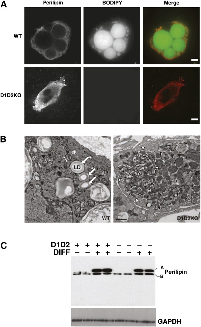 Fig. 5.