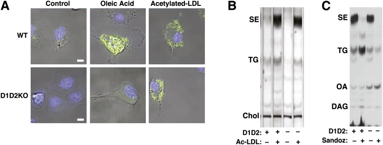 Fig. 6.