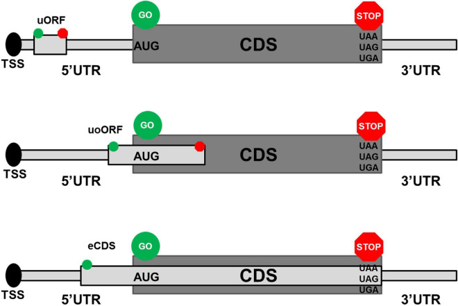 FIGURE 1