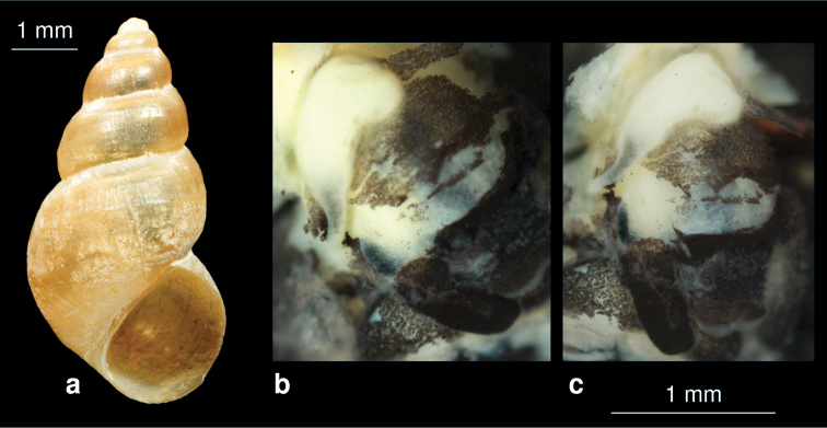 Figure 11.