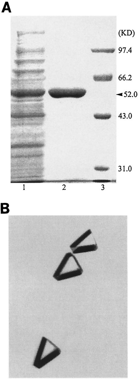 FIG. 1.