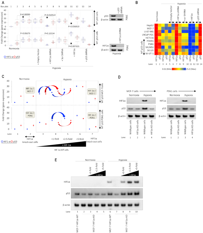 HIF-transcribed p53 chaperones HIF-1α - PMC