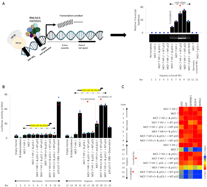 HIF-transcribed p53 chaperones HIF-1α - PMC