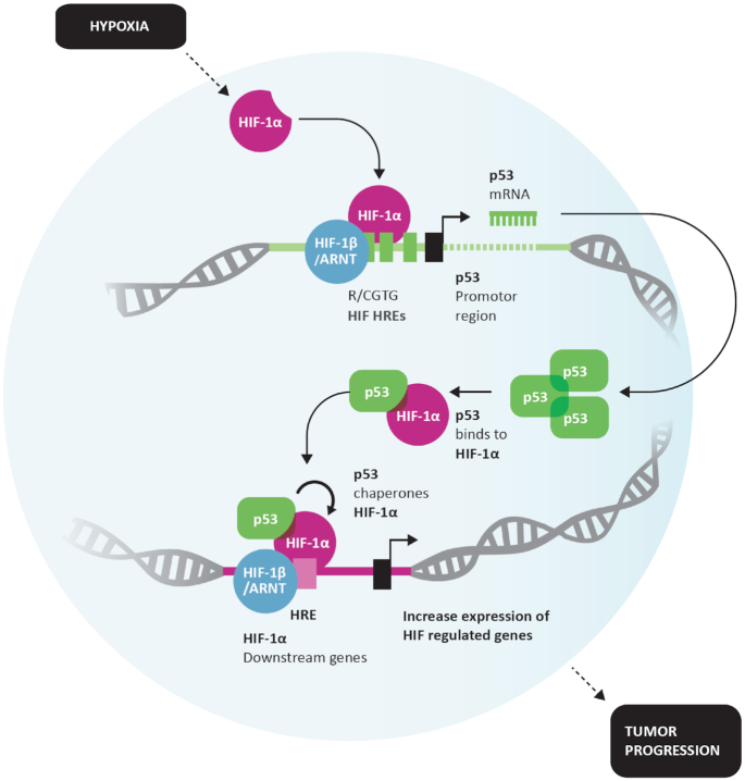 Hif-transcribed P53 Chaperones Hif-1α - Pmc