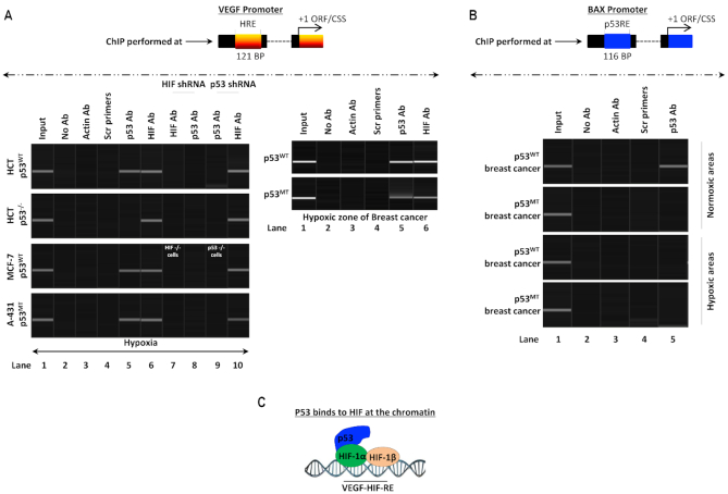 HIF-transcribed p53 chaperones HIF-1α - PMC