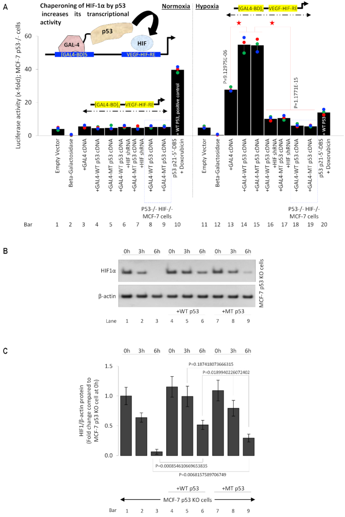 Hif-transcribed P53 Chaperones Hif-1α - Pmc