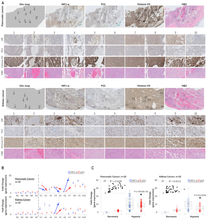 HIF-transcribed p53 chaperones HIF-1α - PMC