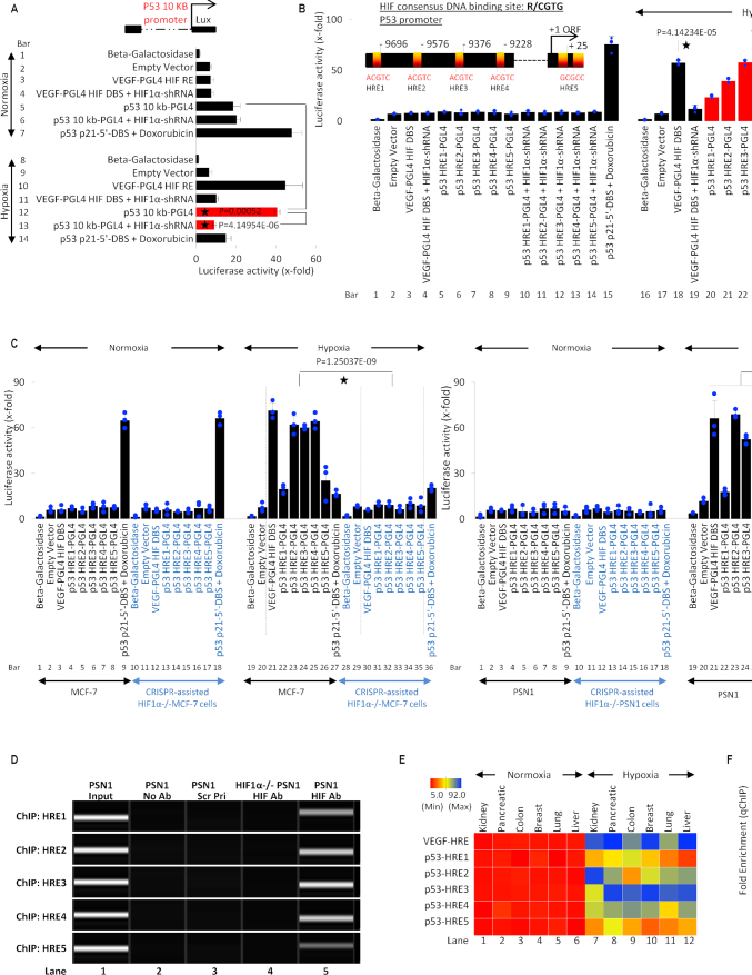 HIF-transcribed p53 chaperones HIF-1α - PMC