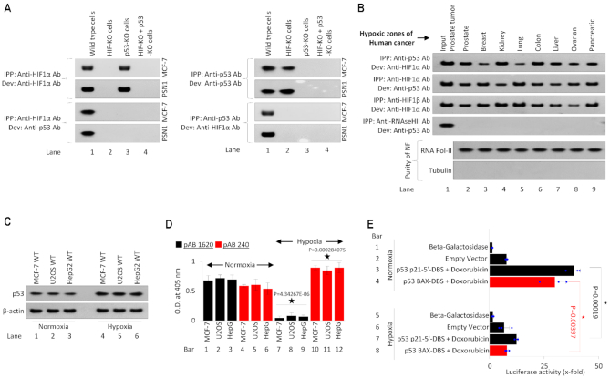 HIF-transcribed p53 chaperones HIF-1α - PMC