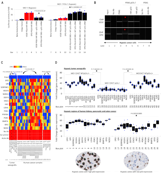 HIF-transcribed p53 chaperones HIF-1α - PMC