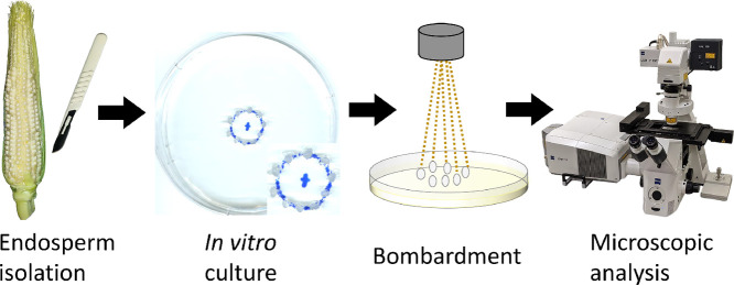 Image, graphical abstract