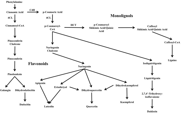 FIGURE 1