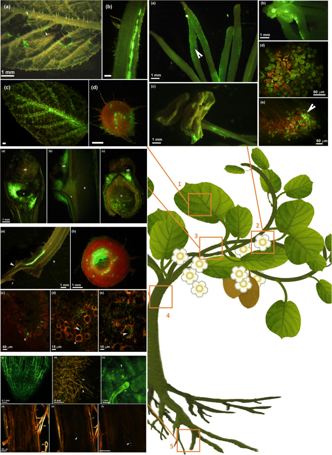 Fig. 1