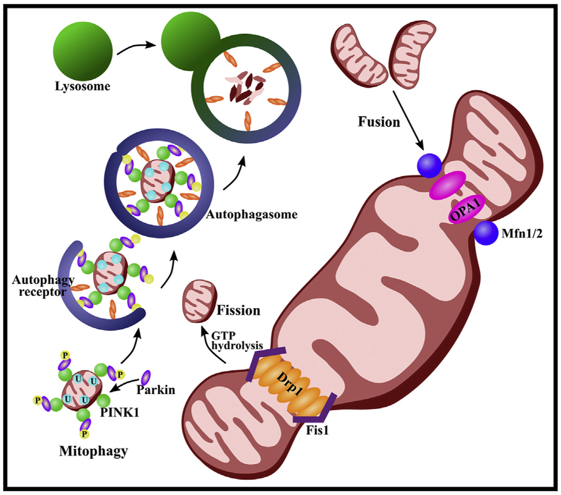 Fig. 1.