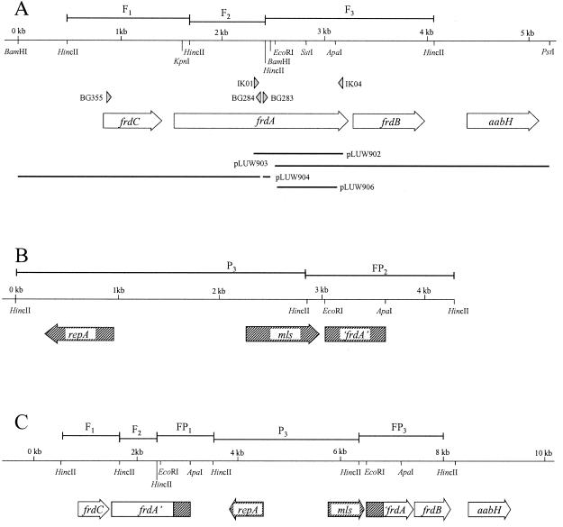 FIG. 3