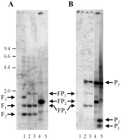 FIG. 4